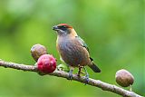 Lesser Antillean Tanager